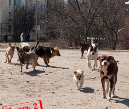Звери в законе. Часть II